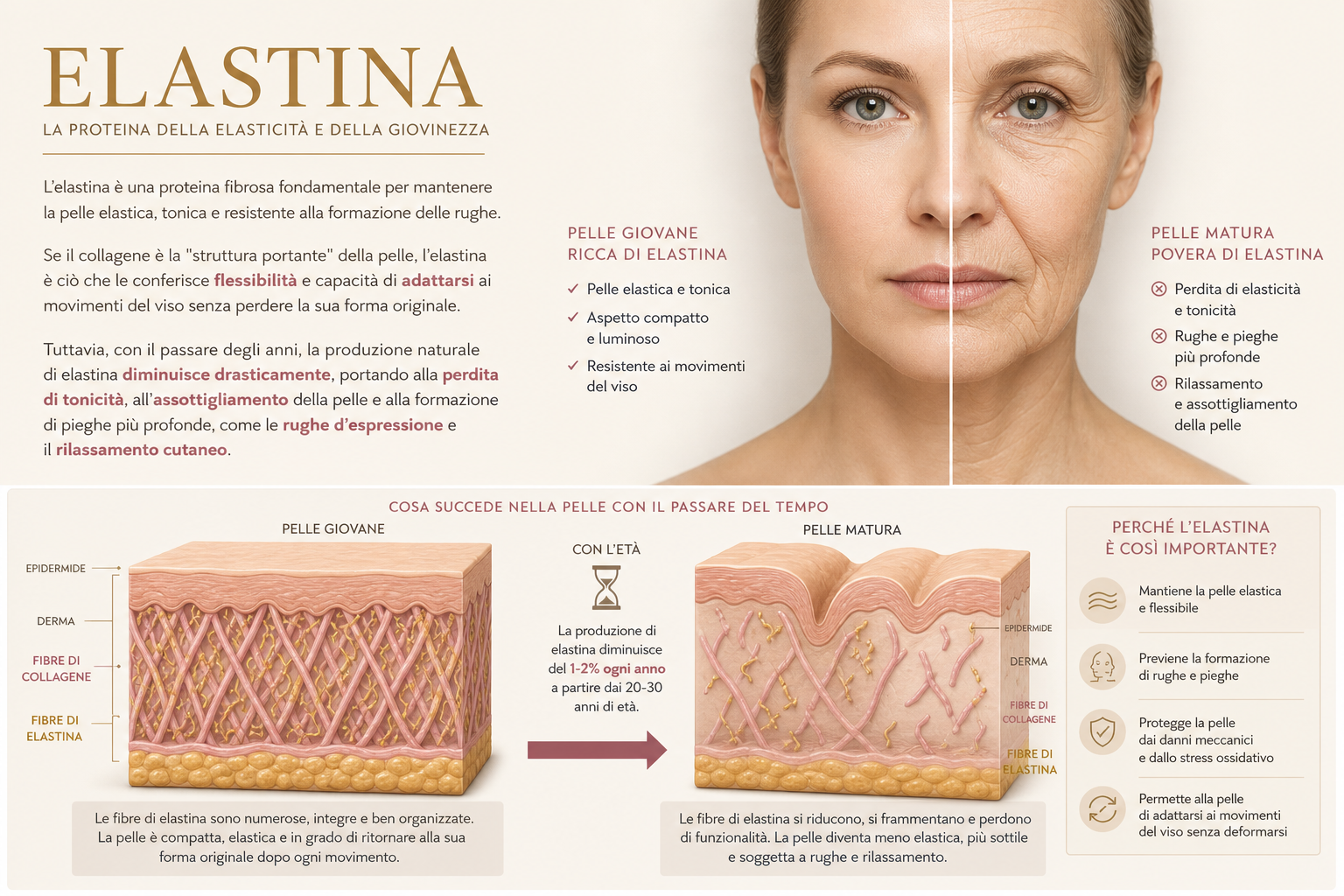 Infografica sull’elastina: confronto tra pelle giovane e pelle matura e come